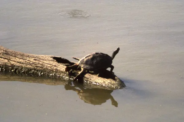 Indian Roofed Turtle, Bharatpur, Rajasthan, India imported from iNaturalist photo 13445468