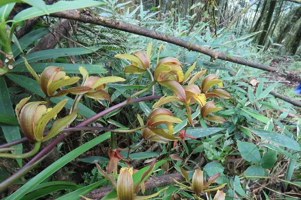 Tracy’s Cymbidium (Cymbidium tracyanum)