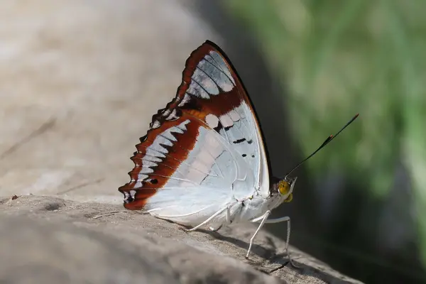 Indian purple emperor (Mimathyma ambica)