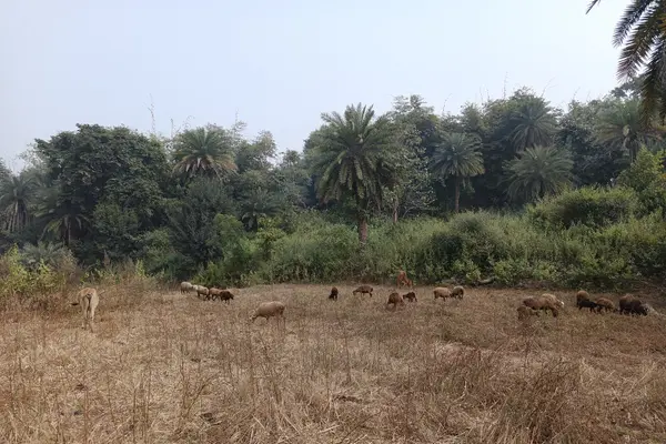 Chatra 1