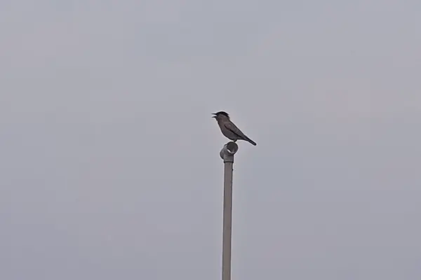 Brahminy starling (Sturnia pagodarum) sitting on a pipe