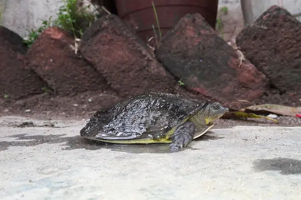 Indian Flapshell Turtle,Repalle,Guntur ,Andhra Pradesh ,India