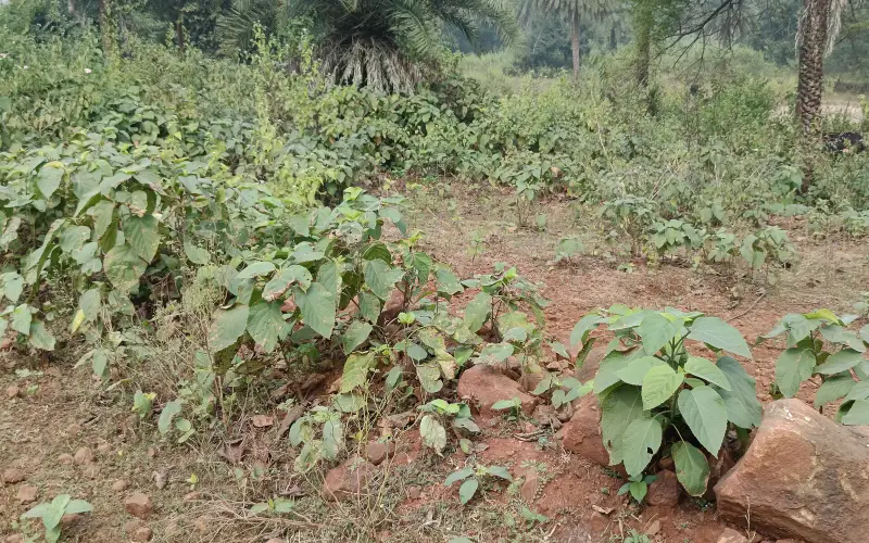 Hajaribagh 2