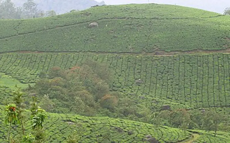 Munnar tea gardens