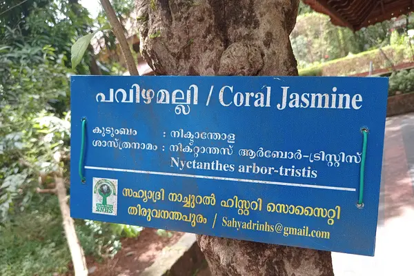 Tree in Anandashram, Kanhangad, Kasaragod District, Kerala, India.