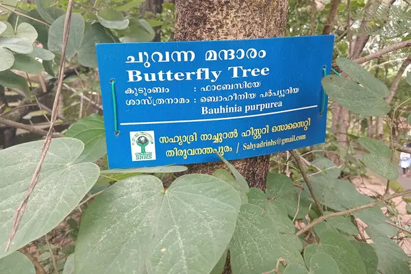 Tree in Anandashram, Kanhangad, Kasaragod District, Kerala, India.