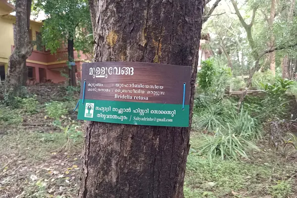 Tree in Anandashram, Kanhangad, Kasaragod District, Kerala, India.