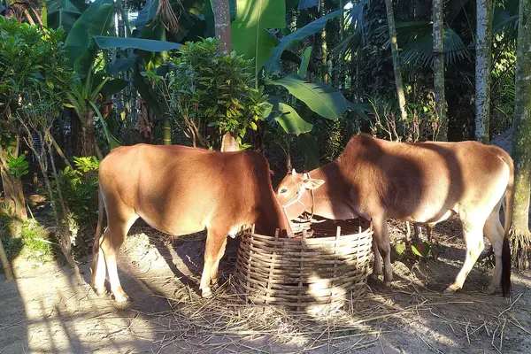 অসমৰ কৃষকৰ এহাল গৰু, স্থান-লখিমপুৰ, অসম