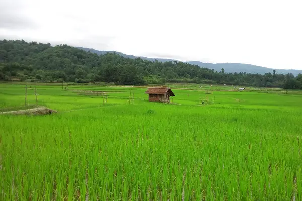 Clean ziro green ziro