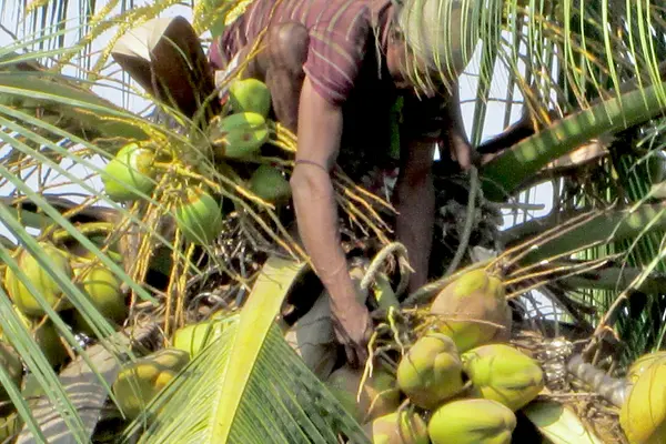 Coconut Plucker plucking coconuts on a tree in Mumbai.
