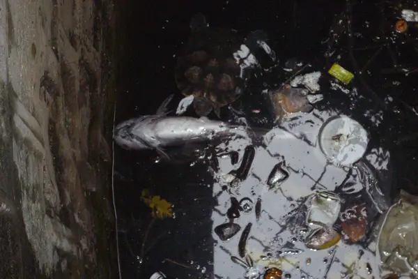 A turtle feeding on a dead fish in a well.(Friday 5-10-2012)