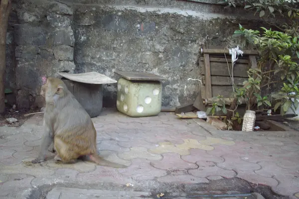 'Miss King Kong' the only feral monkey in Mumbai city near 'Kirti College' -Wednesday 11-2