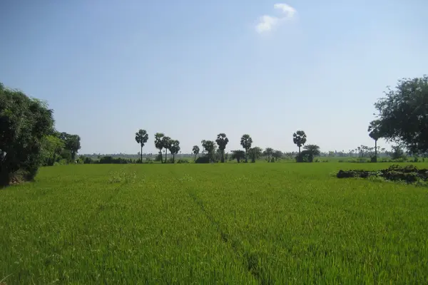 Pakala prakasam Paddy Fields-02