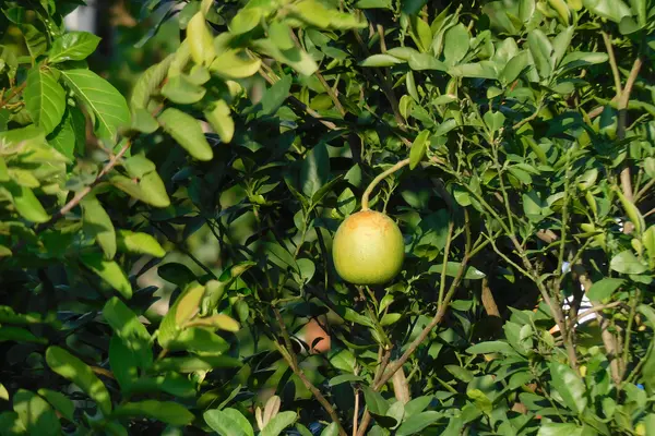 An Unripe Gaagar in Bihar