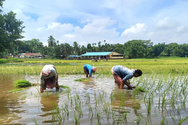 Rice cultivation in Jamugurihat Sonitpur Assam India 02