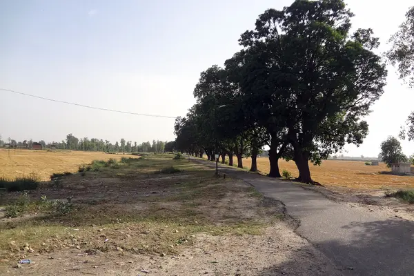 Village road near Harike, Punjab, India