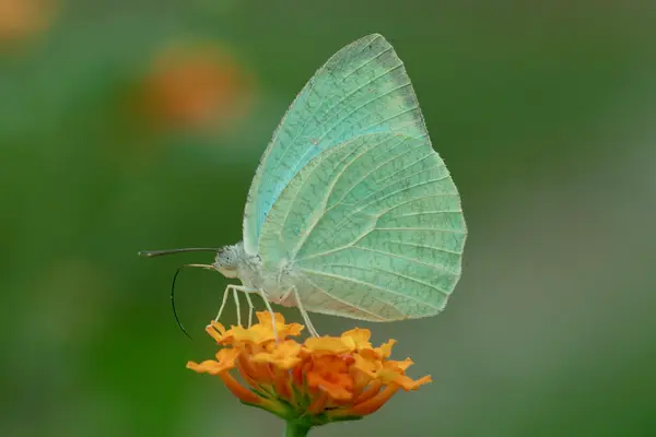 Catopsilia pyranthe