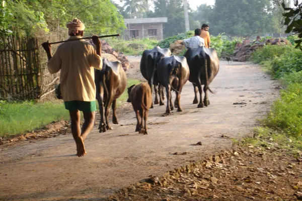 A scene in Rangapuram Khandrika